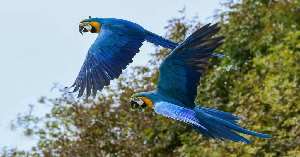 Guacamayos azules del Amazonas en Brasil