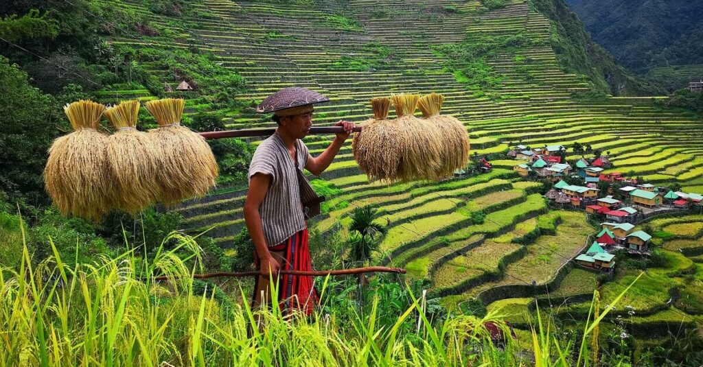 Un campesino por las terrazas de arroz en Batad