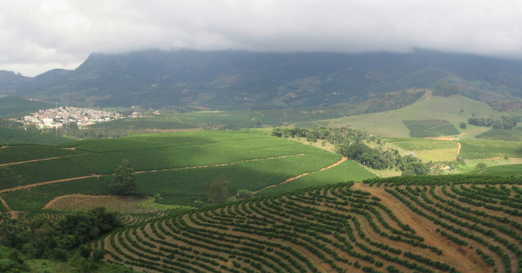 Plantación de café en Minas Gerais