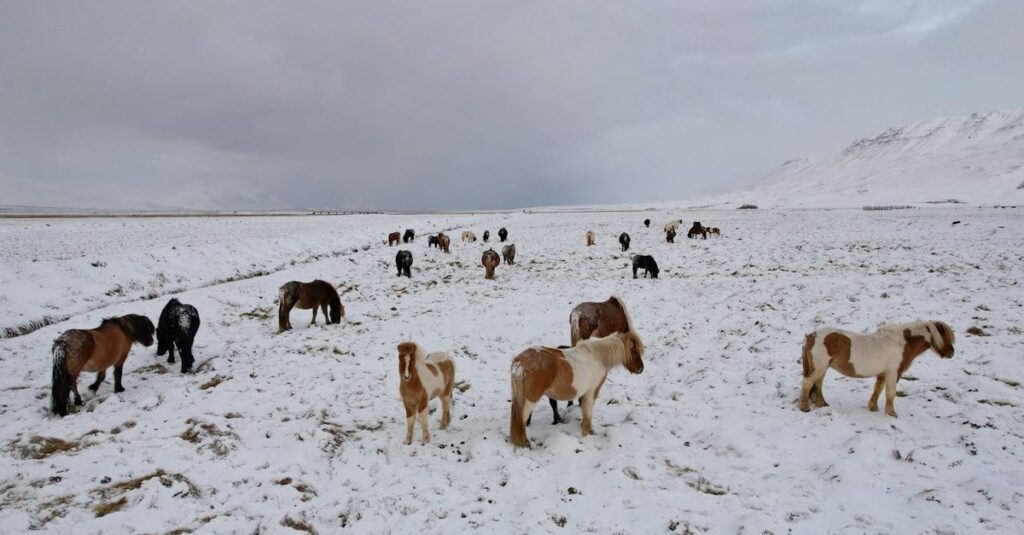 Caballos en Skagafjörður