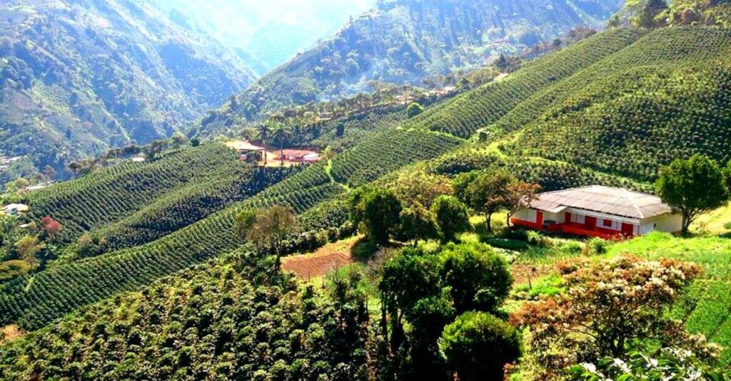 Cafetal en el Eje Cafetero, en Colombia