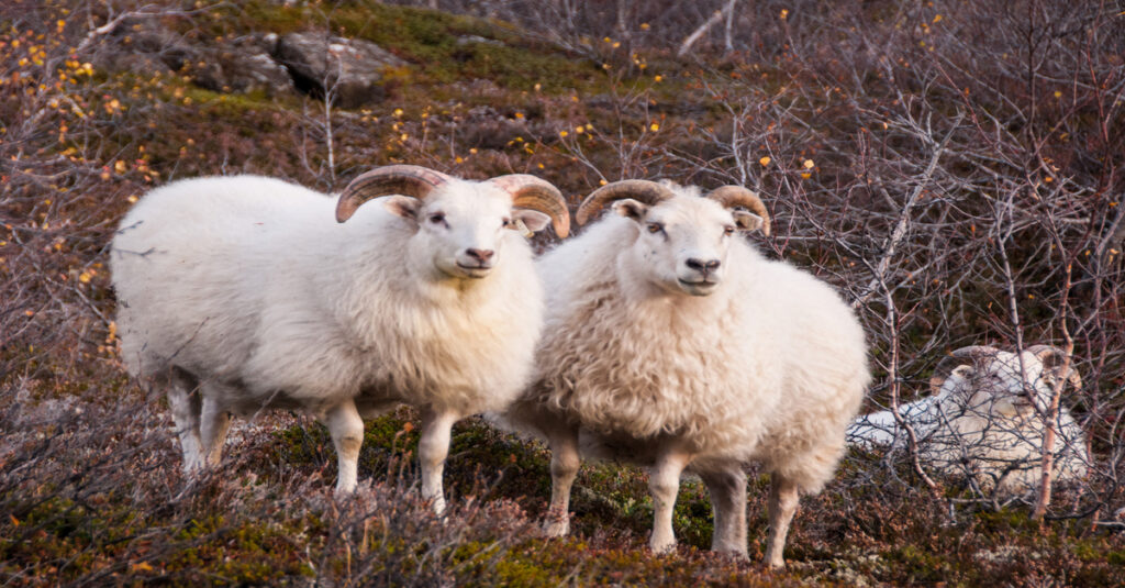 Ovejas de Islandia de las que se extrae la lana para hacer los famosos jerséis ‘lopapeysur’