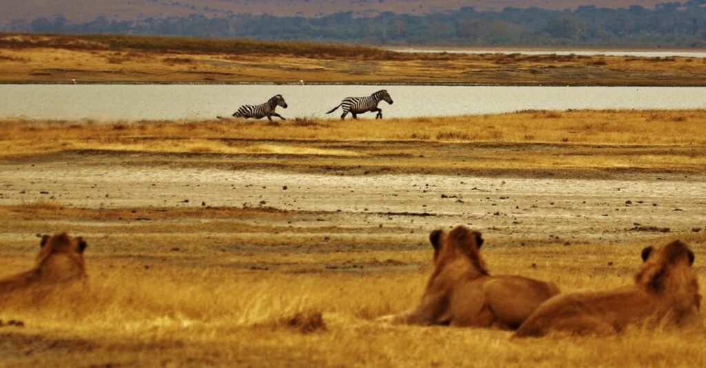 Pradera volcánica del Serengueti