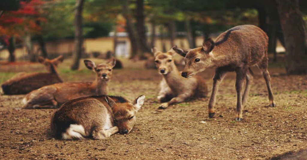 Un grupo de ciervos en el Parque de Nara