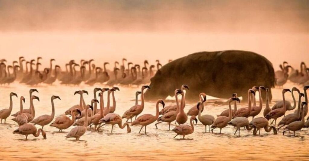 Fauna del Lago Manyara