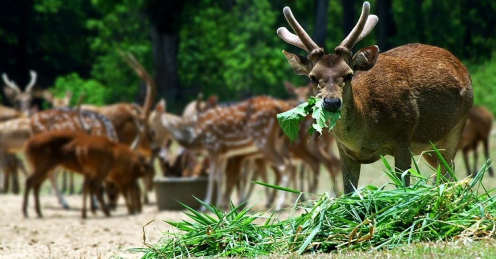 Grupo de ciervos en un bosque del Parque Nacional de Sequoia, en California