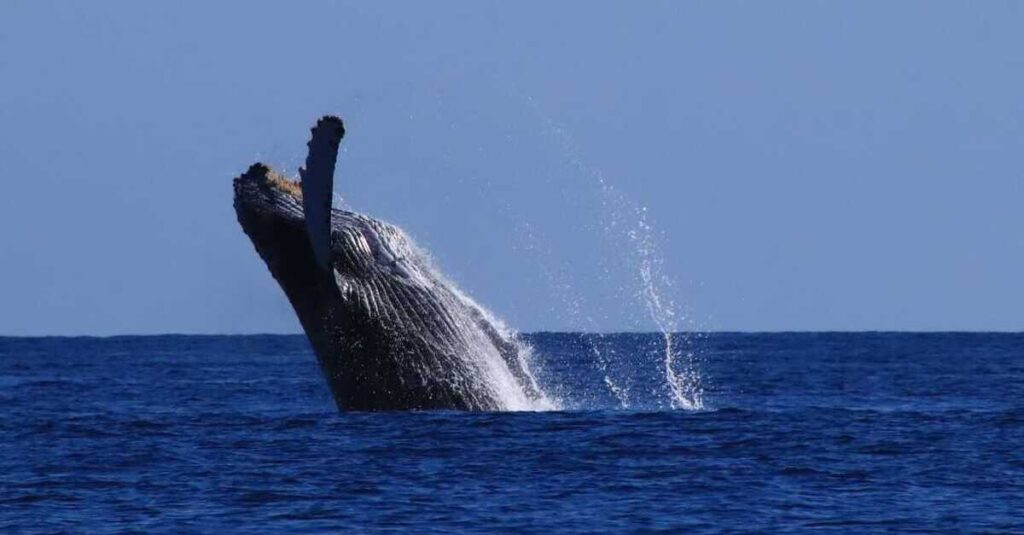 Ballena avistada en Cabo San Lucas