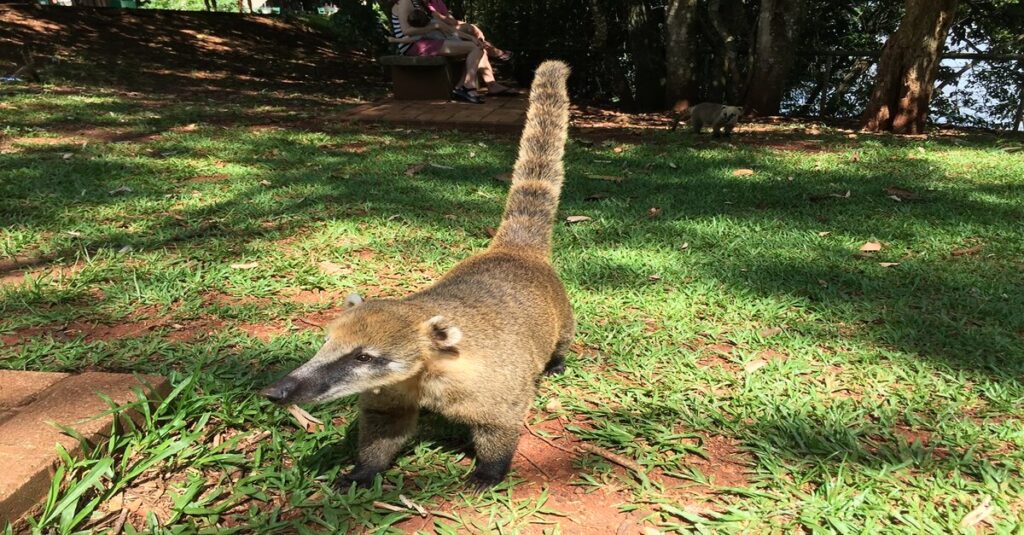 Un coatí en el Parque Nacional Iguazú