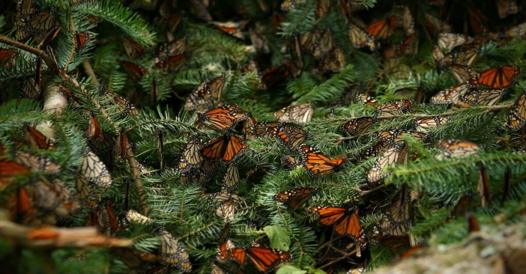 Mariposas monarca en su Reserva de la Biosfera