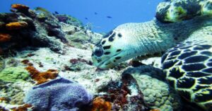 Las maravillas del ecosistema marino de México en Cozumel