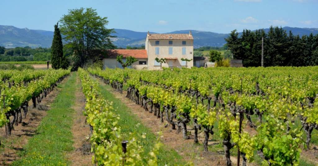 Una zona de viñedos en Mendoza