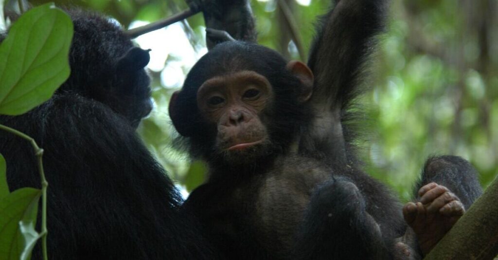 Una cría de chimpancé en Mahale