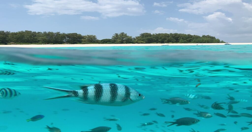 Fondo marino en las aguas cristalinas de Mnemba Island