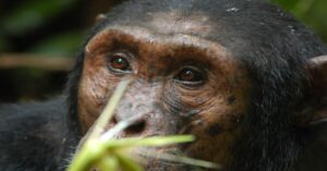 Mirada de un chimpancé en libertad, en Mahale