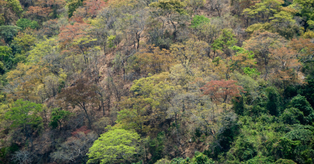 Vista aérea del Parque Nacional de los Montes Mahale
