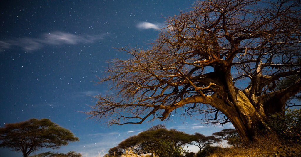 Baobabs en Tarangire