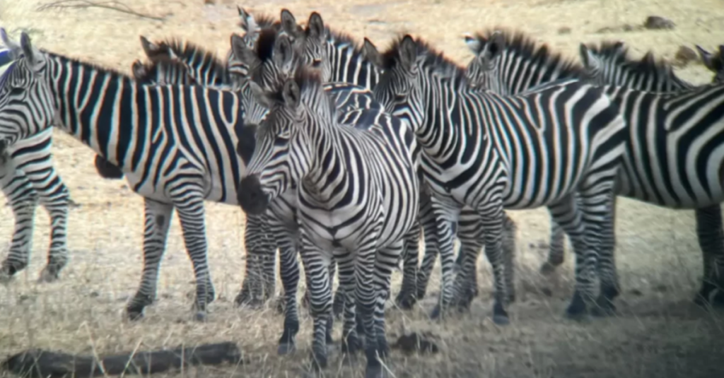 Una manada de cebras en Arusha