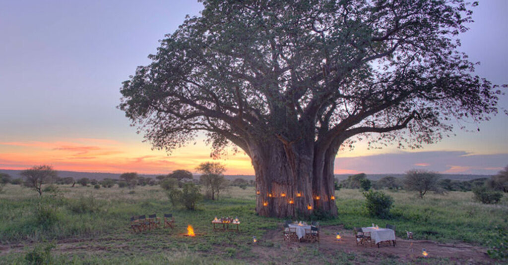 El placer de una cena en pleno Tarangire