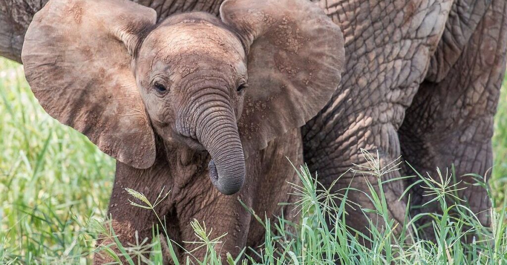 Una cría de elefante en Tarangire