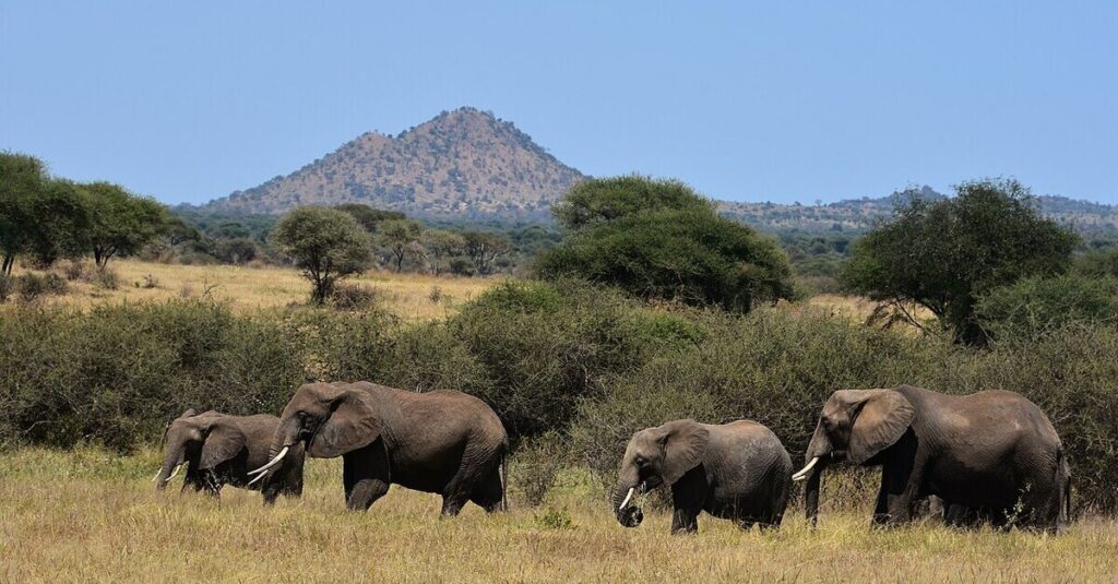 Un grupo de elefantes en Tarangire