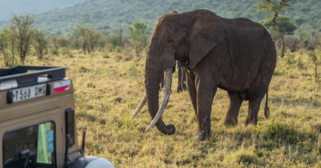 Un elefante ante un jeep en Tarangire