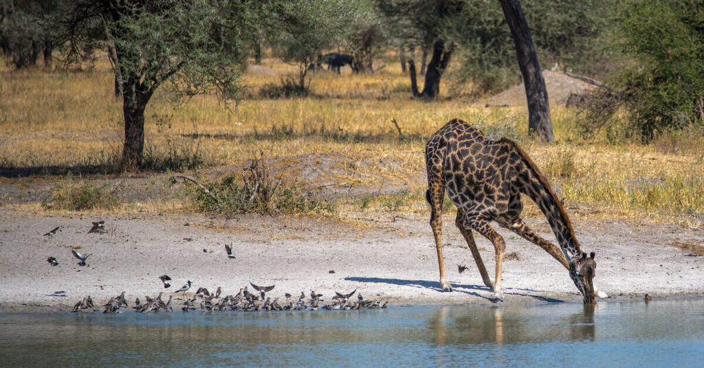 Una jirafa bebiendo en el río Tarangire