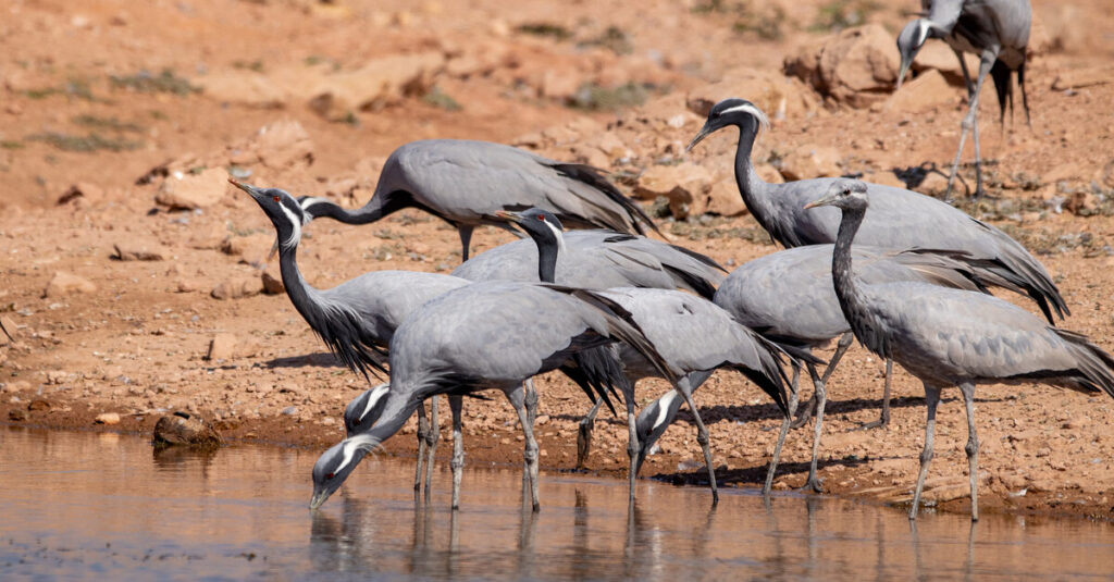 Grullas en el desierto de Khichan