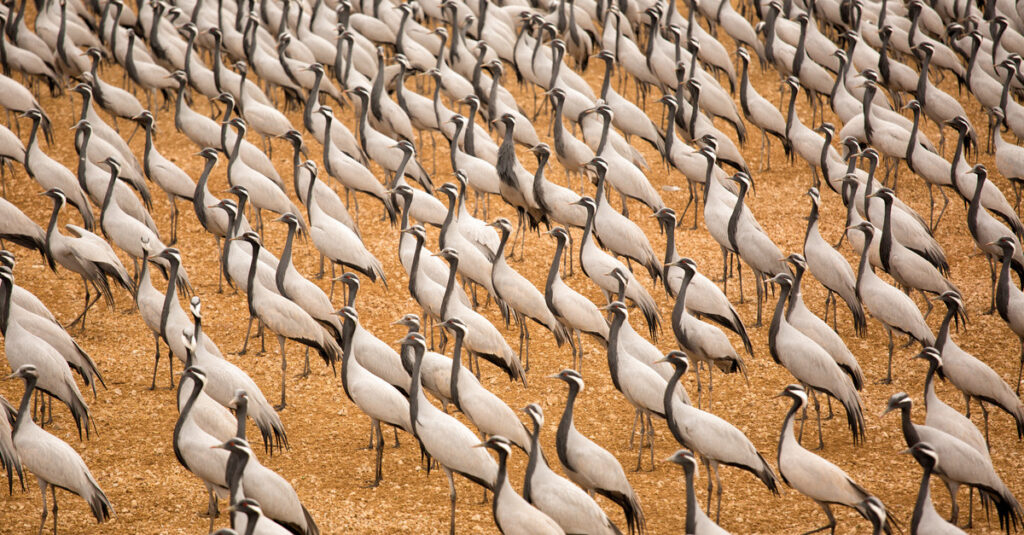 Grupo de grullas en el desierto de Khichan