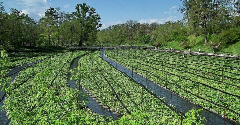 Plantación de wasabi en Japón