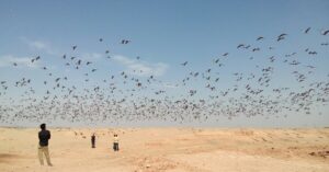 El fascinante espectáculo de la migración de las grullas siberianas a Khichan