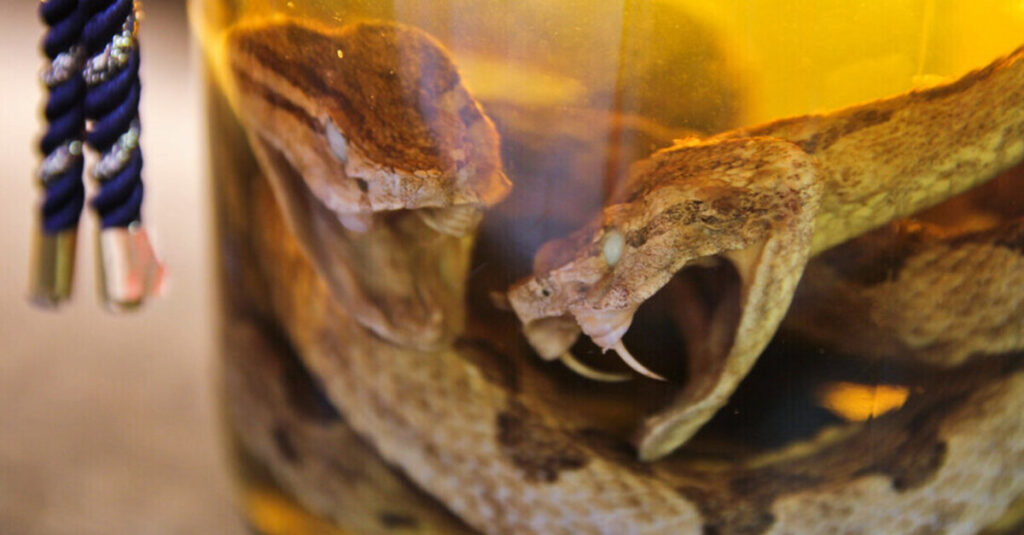 Serpientes en el interior de una botella de habushu