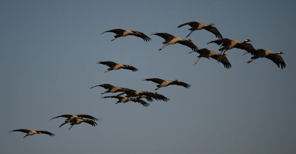 Grullas volando al atardecer en Khichan