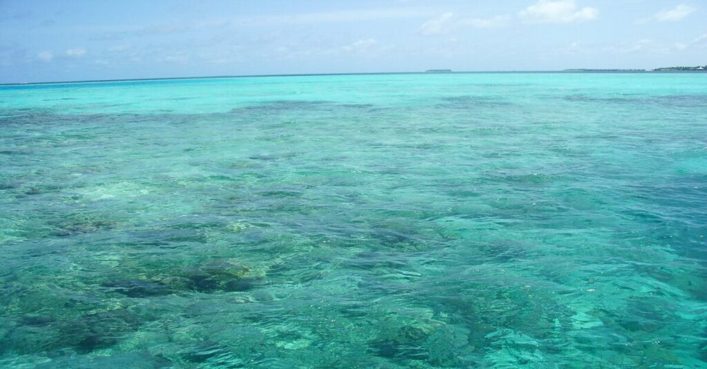 El fascinante desove del coral en Maldivas 7 Arrecifes de coral visibles en las aguas turquesas de Maldivas