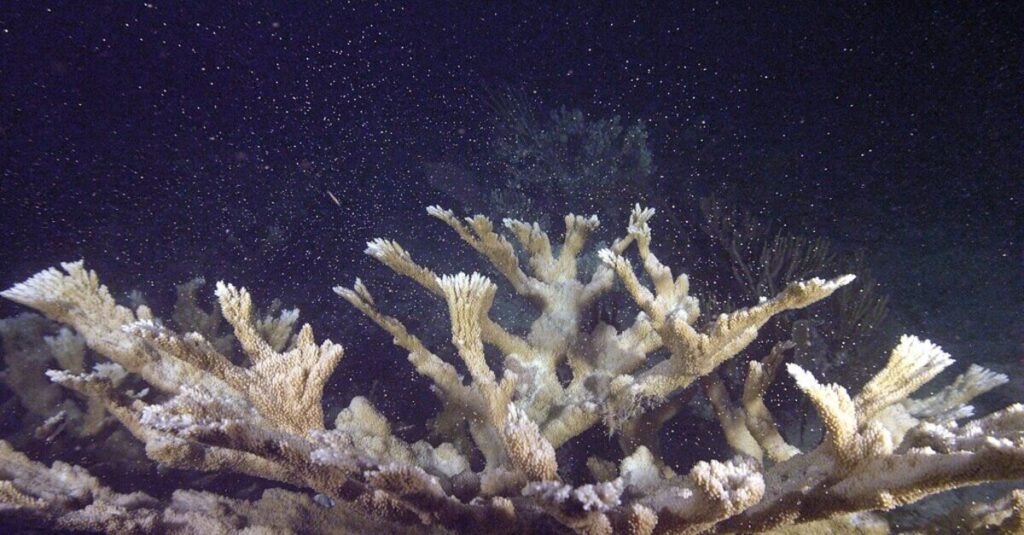 El fascinante desove del coral en Maldivas 3 Imagen que produce el desove de los corales en Maldivas