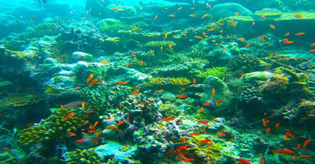El fascinante desove del coral en Maldivas 6 Arrecifes de coral en las aguas de Maldivas