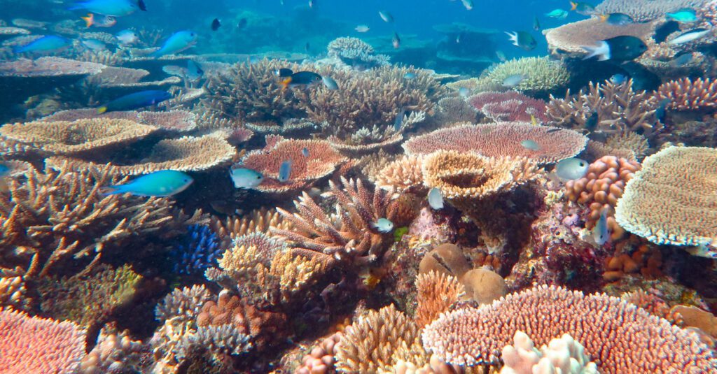 El fascinante desove del coral en Maldivas