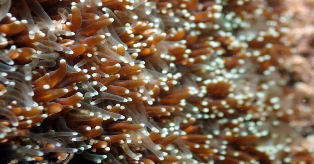 El fascinante desove del coral en Maldivas 2 Así liberan paquetes reproductores los corales de Maldivas