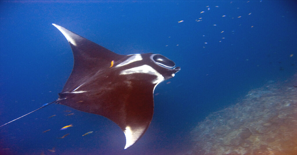 Atolón Baa, el santurario marino donde late la biodiversidad de Maldivas 4 Una mantarraya en Hanifaru Bay