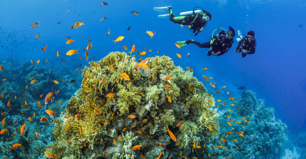 snorkel maldivas
