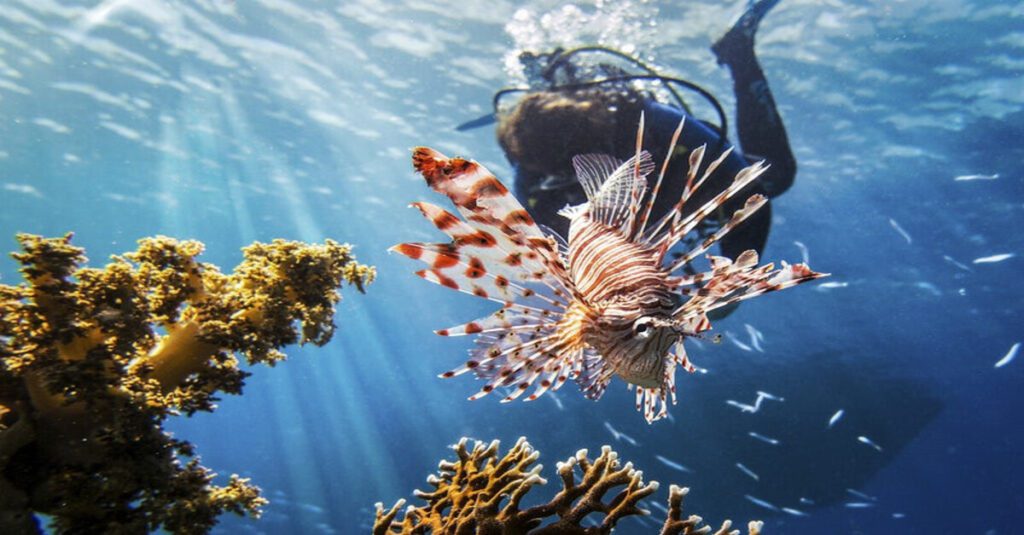 El fascinante desove del coral en Maldivas 5 Observando corales en Maldivas mientras se practica submarinismo