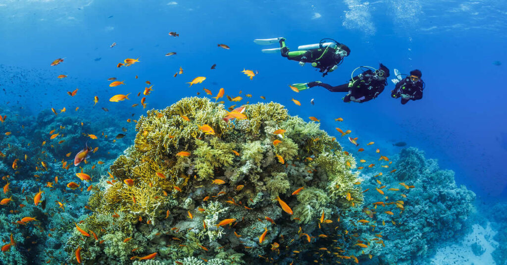 Atolón Baa, el santurario marino donde late la biodiversidad de Maldivas 3 Gente practicando submarinismo en las aguas del atolón Baa