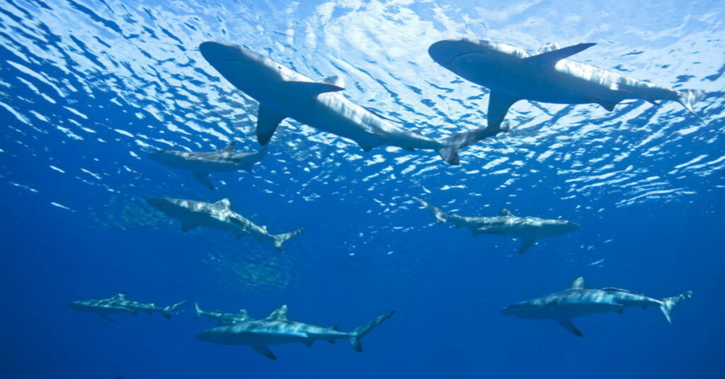 Atolón Baa, el santurario marino donde late la biodiversidad de Maldivas 5 Tiburones ballena en Hanifaru Bay