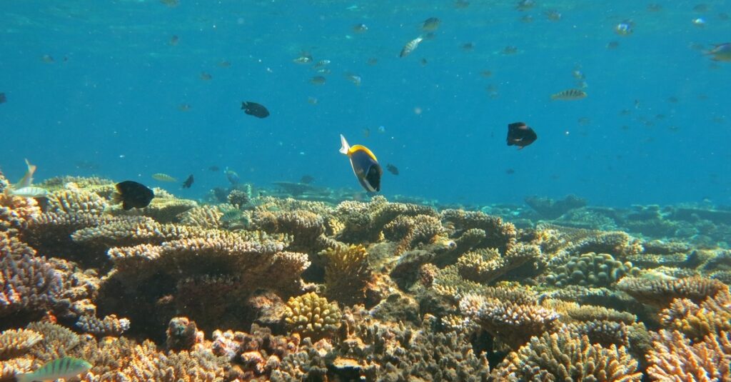 Atolón Baa, el santurario marino donde late la biodiversidad de Maldivas 1 Vida marina en las aguas del atolón Baa