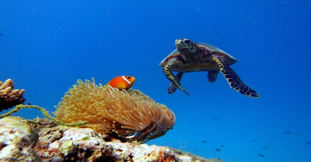 Atolón Baa, el santurario marino donde late la biodiversidad de Maldivas 6 Ecosistema marino del atolón Baa