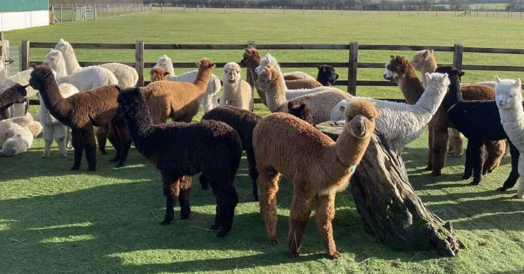 Rebaño de alpacas en Chinchero
