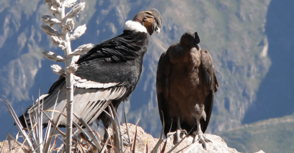 Cóndores andinos en el Cañón del Colca