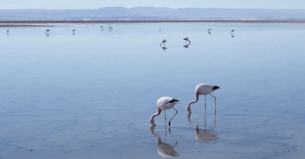 Flamencos en una laguna altoandina de Perú