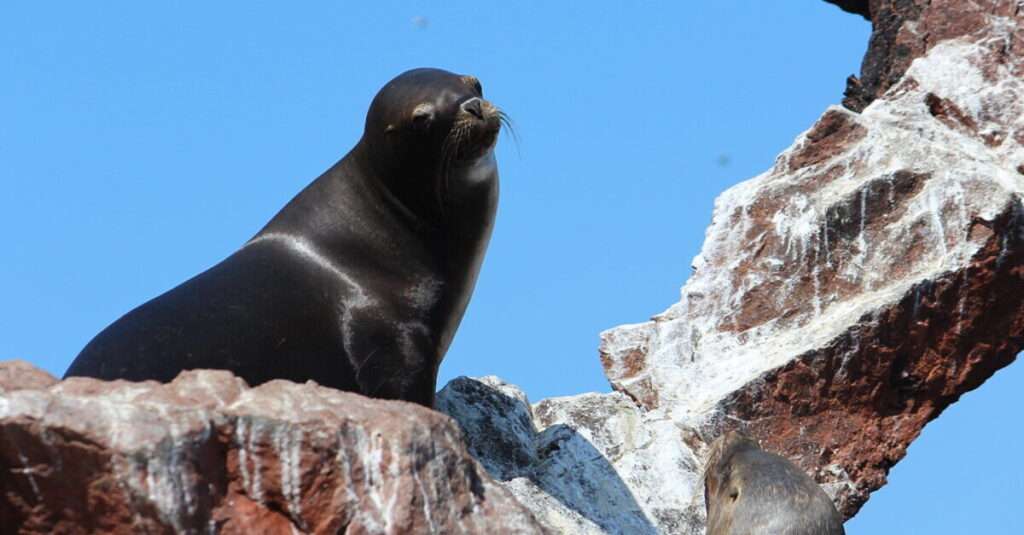 Las Islas Ballestas, las pequeñas Galápagos peruanas 3 Lobo marino sudamericano en las islas Ballestas