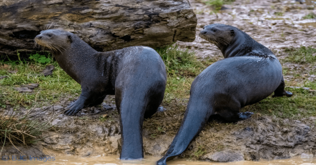 Dos nutrias gigantes de los Andes, conocidas también como lobos de río