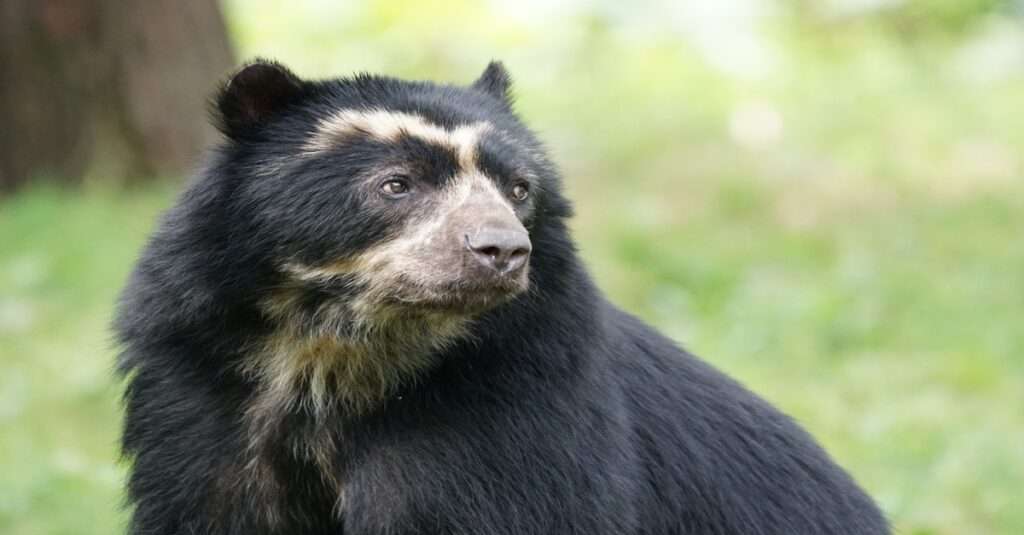 Imagen de un oso andino, conocido también como oso de anteojos
